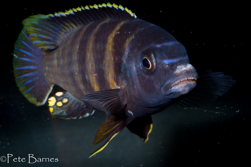 Gephyrochromis sp. 'sand' Londo